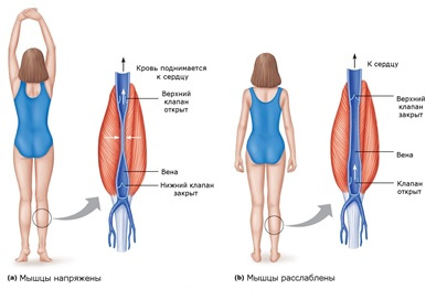 Работа икроножного «венозного насоса» мышц голеней